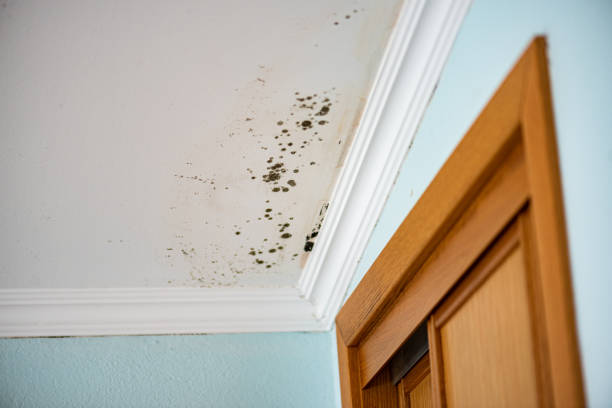 Best Residential Mold Removal  in Granite Falls, MN