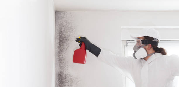 Best Mold Removal and Inspection  in Granite Falls, MN