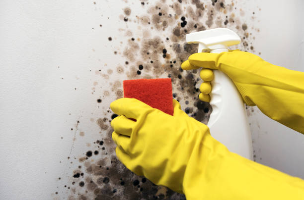 Best Black Mold Removal  in Granite Falls, MN