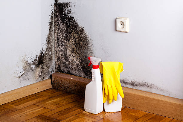Best Mold Cleaning Services  in Granite Falls, MN